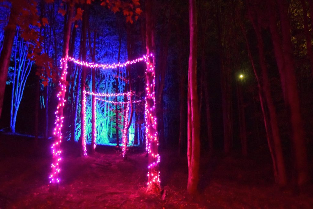 christmas lights arches in forest